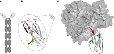 The influence of <mark class="highlighted">antibody humanization</mark> on shark variable domain (VNAR) binding site ensembles